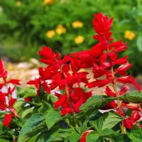 Salvia Red Bedding Plants 3 x 6 Pack - Bright Hardy Annual Easy to Grow Garden Ready Flowers for Borders, Pots & Containers