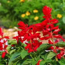 Salvia Red Bedding Plants 3 x 6 Pack - Bright Hardy Annual Easy to Grow Garden Ready Flowers for Borders, Pots & Containers