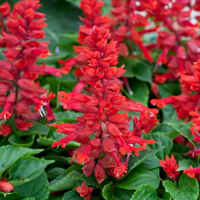 Salvia Red Bedding Plants 3 x 6 Pack - Bright Hardy Annual Easy to Grow Garden Ready Flowers for Borders, Pots & Containers