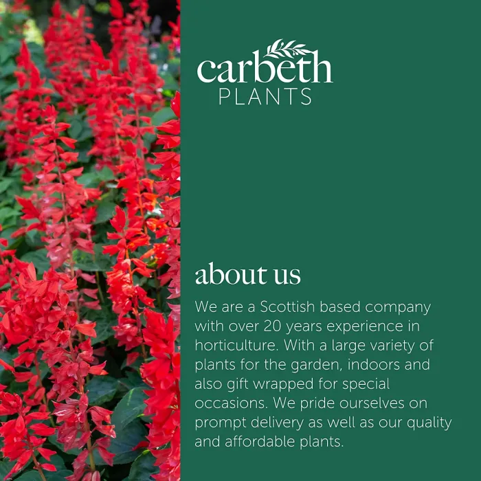 Salvia Red Bedding Plants 3 x 6 Pack - Bright Hardy Annual Easy to Grow Garden Ready Flowers for Borders, Pots & Containers