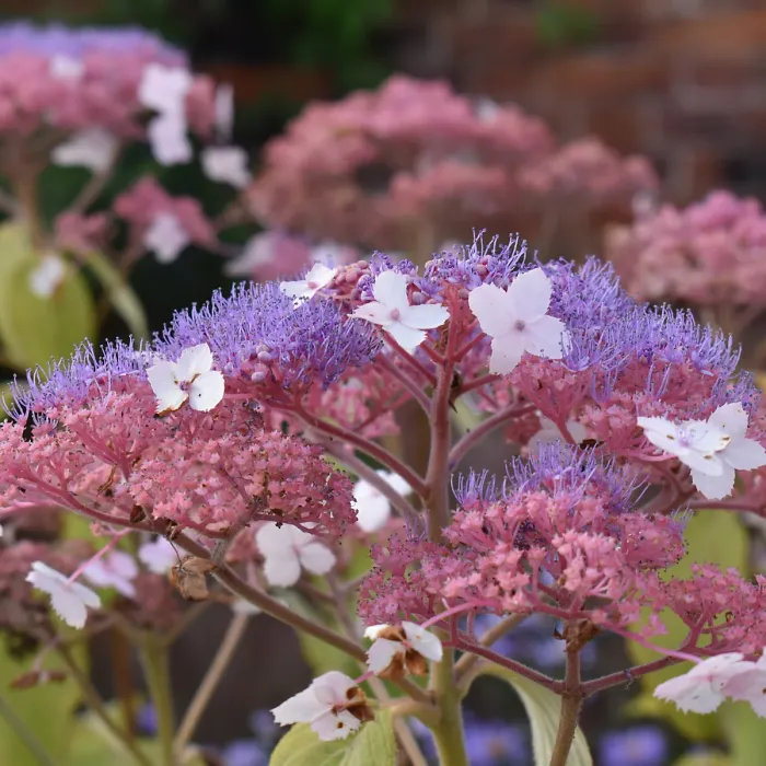 Hydrangea Hot Chocolate Plant 1 x 9cm Pot - Hardy Deciduous Flowering Outdoor Garden Ready Shrub for Beds, Borders & Containers