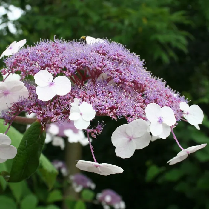 Hydrangea Hot Chocolate Plant 2 x 9cm Pot - Hardy Deciduous Flowering Outdoor Garden Ready Shrub for Beds, Borders & Containers