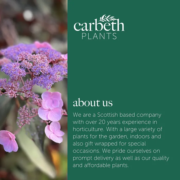 Hydrangea Hot Chocolate Plant 2 x 9cm Pot - Hardy Deciduous Flowering Outdoor Garden Ready Shrub for Beds, Borders & Containers