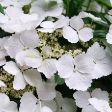 Hydrangea Cloud Nine 1 x 9cm Pot - Compact Hardy Deciduous Summer to Autumn Garden Ready Shrub for Beds, Borders & Containers