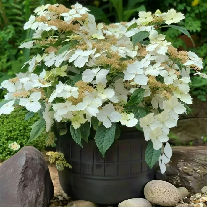 Hydrangea Cloud Nine 2 x 9cm Pot - Compact Hardy Deciduous Summer to Autumn Garden Ready Shrub for Beds, Borders & Containers