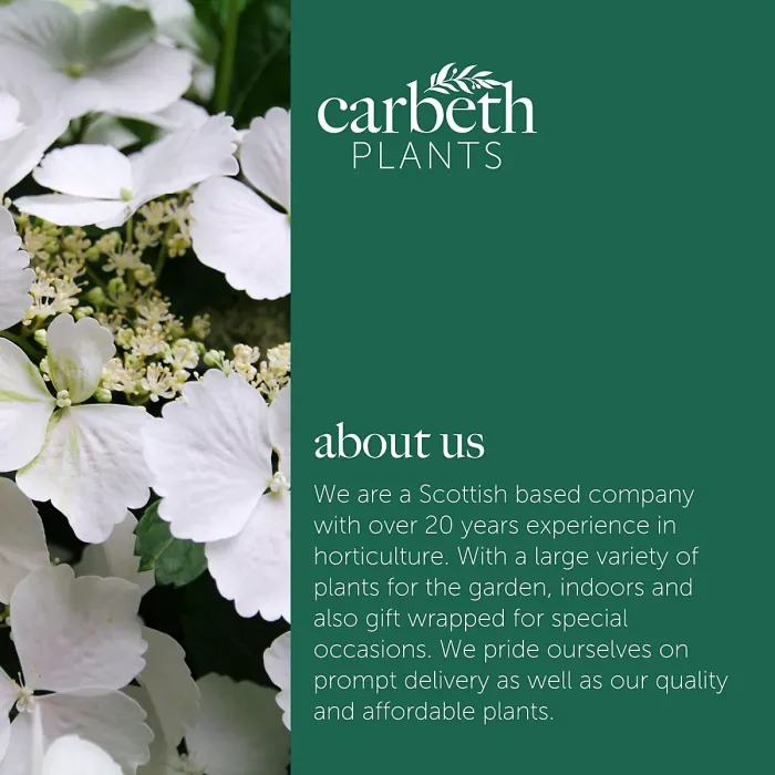 Hydrangea Cloud Nine 2 x 9cm Pot - Compact Hardy Deciduous Summer to Autumn Garden Ready Shrub for Beds, Borders & Containers