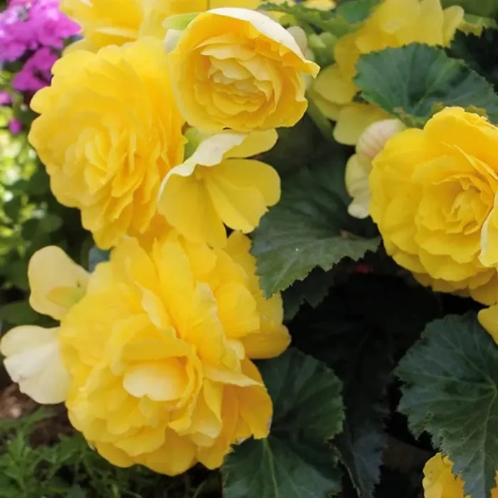 Begonia Illumination Lemon Summer Bedding Plant 1 x 9cm Pot - Easy Grow Garden Ready Shrub for Beds, Borders, Pots & Containers