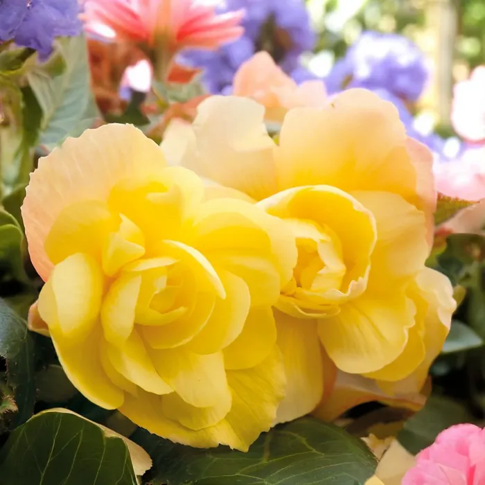 Begonia Illumination Lemon Summer Bedding Plant 2 x 9cm Pots - Easy Grow Garden Ready Shrub for Beds, Borders, Pots & Containers