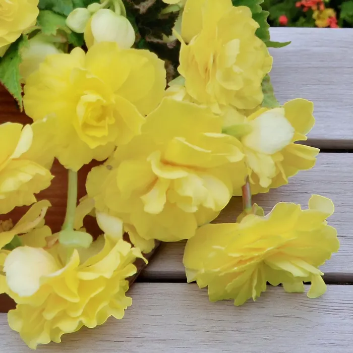 Begonia Illumination Lemon Summer Bedding Plant 3 x 9cm Pots - Easy Grow Garden Ready Shrub for Beds, Borders, Pots & Containers