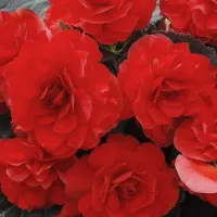 Begonia Nonstop Scarlet Summer Bedding Plant 1 x 9cm Pot - Easy Grow Garden Ready Shrub for Beds, Borders, Pots & Containers