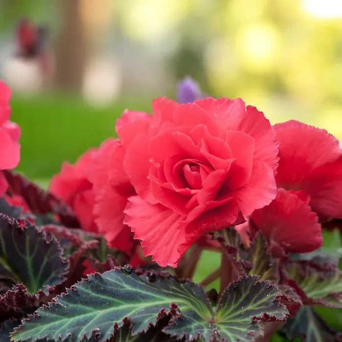 Begonia Nonstop Scarlet Summer Bedding Plant 1 x 9cm Pot - Easy Grow Garden Ready Shrub for Beds, Borders, Pots & Containers