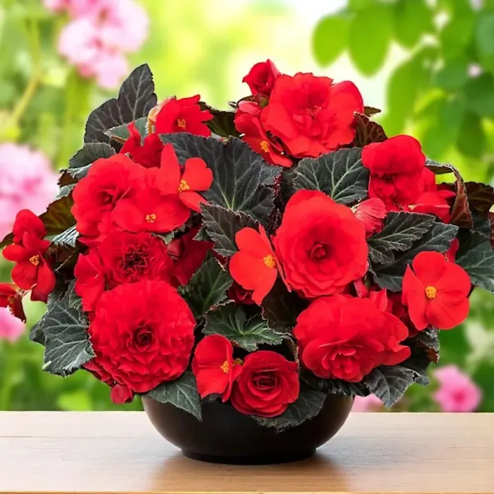 Begonia Nonstop Scarlet Summer Bedding Plant 3 x 9cm Pots - Easy Grow Garden Ready Shrub for Beds, Borders, Pots & Containers