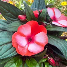 Impatiens Coral Flame New Guinea Bedding Plants 3 x 13cm Pot - Busy Lizzie Summer Garden Flowers for Beds, Baskets & Containers