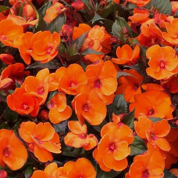 Impatiens Electric Orange New Guinea Bedding Plant 1 x 13cm Pot - Busy Lizzie Summer Garden Flowers for Beds, Baskets & Containers