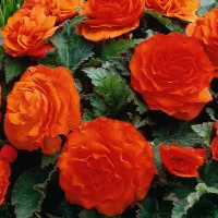 Impatiens Electric Orange New Guinea Bedding Plant 2 x 13cm Pot - Busy Lizzie Summer Garden Flowers for Beds, Baskets & Containers