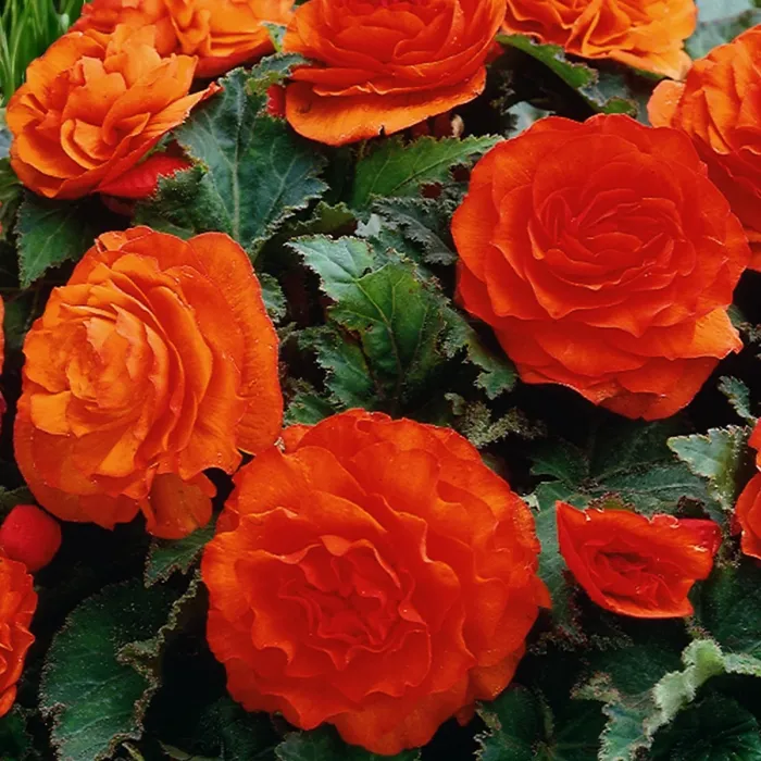 Impatiens Electric Orange New Guinea Bedding Plant 2 x 13cm Pot - Busy Lizzie Summer Garden Flowers for Beds, Baskets & Containers