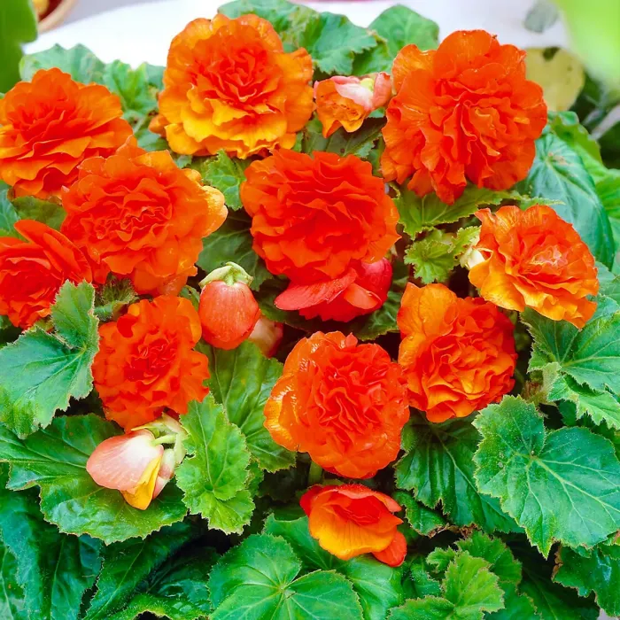 Impatiens Electric Orange New Guinea Bedding Plant 2 x 13cm Pot - Busy Lizzie Summer Garden Flowers for Beds, Baskets & Containers