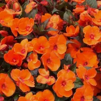 Impatiens Electric Orange New Guinea Bedding Plant 3 x 13cm Pot - Busy Lizzie Summer Garden Flowers for Beds, Baskets & Containers