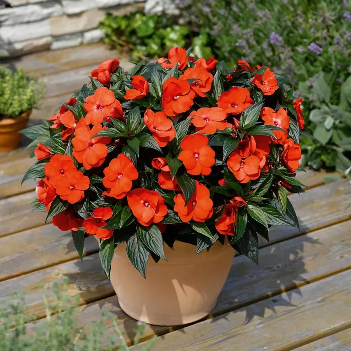 Impatiens Electric Orange New Guinea Bedding Plant 3 x 13cm Pot - Busy Lizzie Summer Garden Flowers for Beds, Baskets & Containers