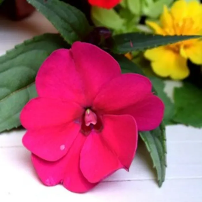 Impatiens Magenta New Guinea Bedding Plant 1 x 13cm Pot - Busy Lizzie Summer Garden Flowers for Beds, Baskets & Containers