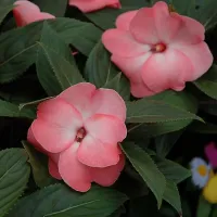 Impatiens Pink Frost New Guinea Bedding Plant 3 x 13cm Pot - Busy Lizzie Summer Garden Flowers for Beds, Baskets & Containers