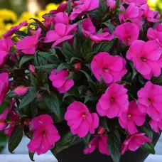 Impatiens Purple Blue New Guinea Bedding Plant 1 x 13cm Pot - Busy Lizzie Summer Garden Flowers for Beds, Baskets & Containers
