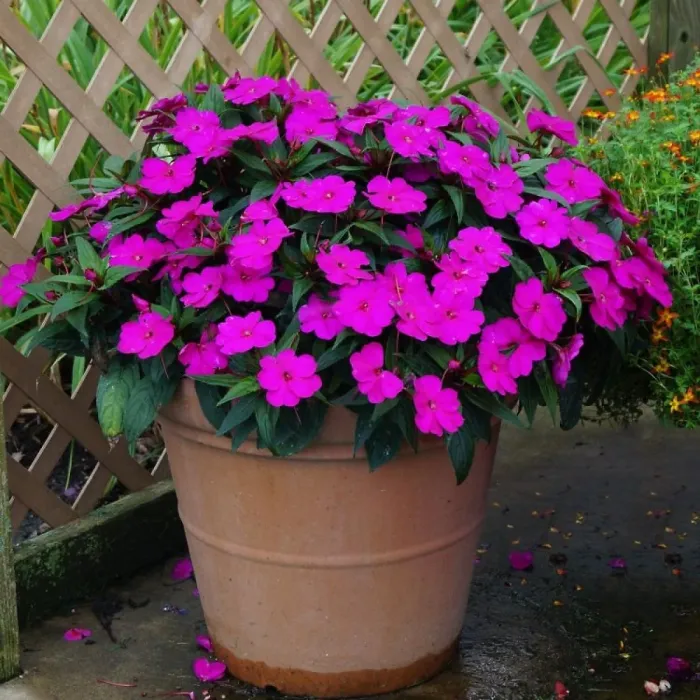 Impatiens Purple Blue New Guinea Bedding Plant 1 x 13cm Pot - Busy Lizzie Summer Garden Flowers for Beds, Baskets & Containers