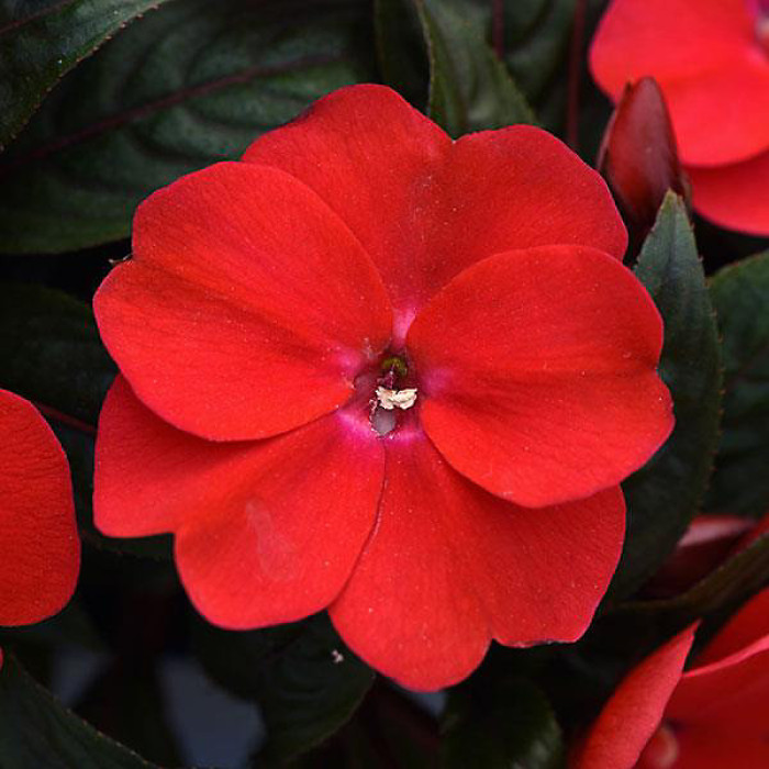 Impatiens Red New Guinea Bedding Plant 2 x 13cm Pot - Busy Lizzie Summer Garden Flowers for Beds, Baskets & Containers