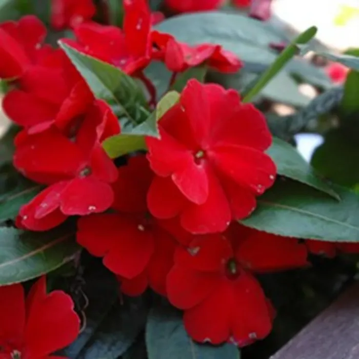 Impatiens Red New Guinea Bedding Plant 2 x 13cm Pot - Busy Lizzie Summer Garden Flowers for Beds, Baskets & Containers