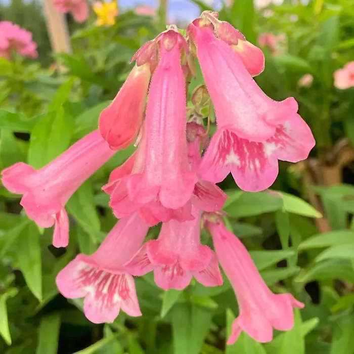 Penstemon Hidcote Plant 1 x 9cm Pot - Summer Flowering Hardy Beardtongue Perennial Shrub for Beds, Borders & Containers