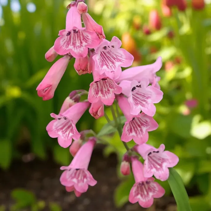 Penstemon Hidcote Plant 1 x 9cm Pot - Summer Flowering Hardy Beardtongue Perennial Shrub for Beds, Borders & Containers