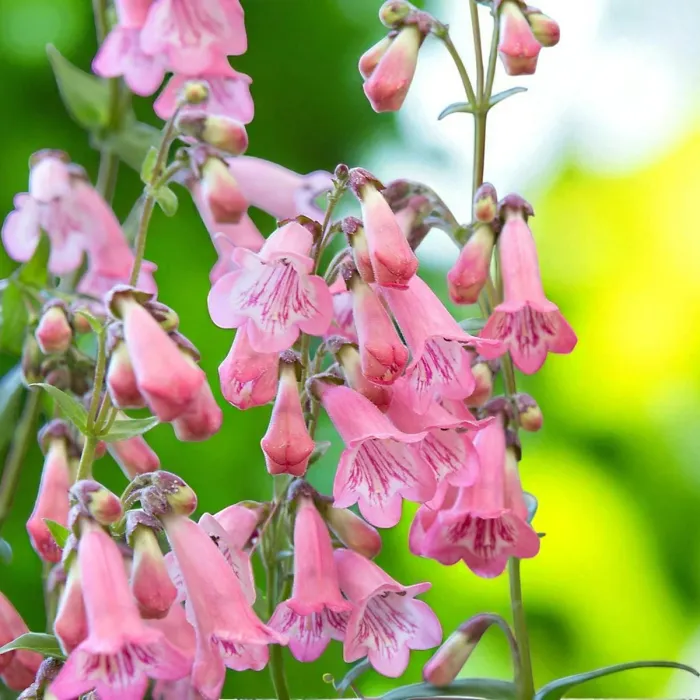 Penstemon Hidcote Plant 2 x 9cm Pot - Summer Flowering Hardy Beardtongue Perennial Shrub for Beds, Borders & Containers