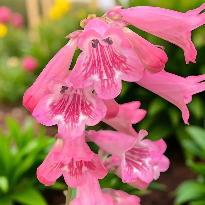 Penstemon Hidcote Plant 3 x 9cm Pot - Summer Flowering Hardy Beardtongue Perennial Shrub for Beds, Borders & Containers