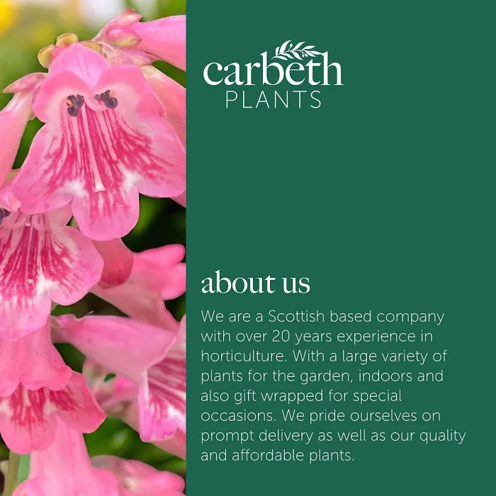 Penstemon Hidcote Plant 3 x 9cm Pot - Summer Flowering Hardy Beardtongue Perennial Shrub for Beds, Borders & Containers