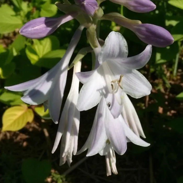 Hosta Fragrant Blue Plant 1 x 2L Pot - Hardy Outdoor Plantain Lily Flowering Herbaceous Perennial for Shaded Borders & Containers