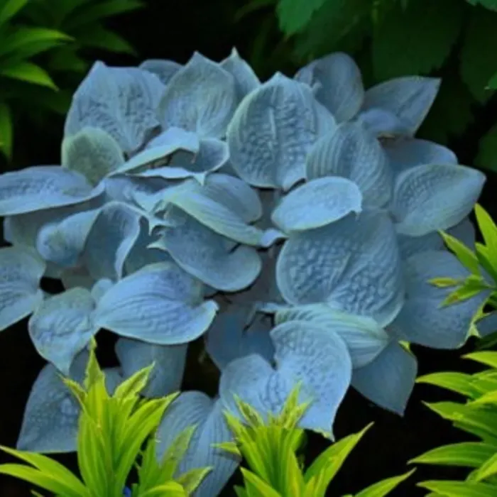 Hosta Fragrant Blue Plant 2 x 2L Pots - Hardy Outdoor Plantain Lily Flowering Herbaceous Perennial for Shaded Borders & Containers