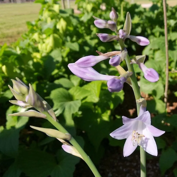 Hosta Fragrant Blue Plant 2 x 2L Pots - Hardy Outdoor Plantain Lily Flowering Herbaceous Perennial for Shaded Borders & Containers