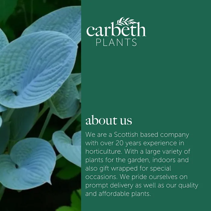 Hosta Fragrant Blue Plant 2 x 2L Pots - Hardy Outdoor Plantain Lily Flowering Herbaceous Perennial for Shaded Borders & Containers