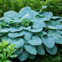 Hosta Bressingham Blue Plant 1 x 2L Pot - Outdoor Plantain Lily Hardy Herbaceous Perennial for Shaded Borders & Containers