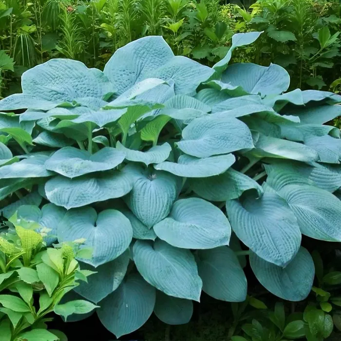 Hosta Bressingham Blue Plant 1 x 2L Pot - Outdoor Plantain Lily Hardy Herbaceous Perennial for Shaded Borders & Containers