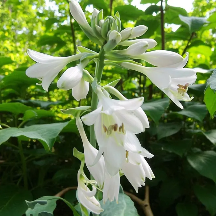 Hosta Bressingham Blue Plant 1 x 2L Pot - Outdoor Plantain Lily Hardy Herbaceous Perennial for Shaded Borders & Containers