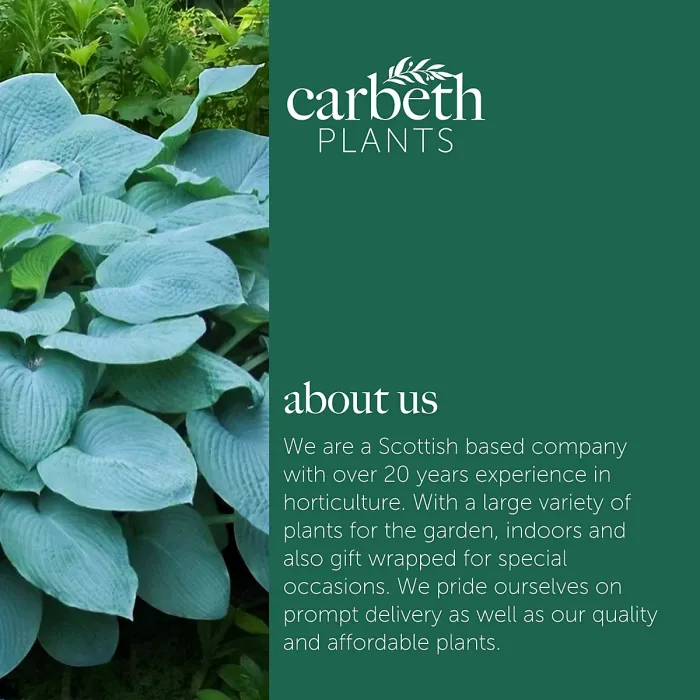 Hosta Bressingham Blue Plant 1 x 2L Pot - Outdoor Plantain Lily Hardy Herbaceous Perennial for Shaded Borders & Containers