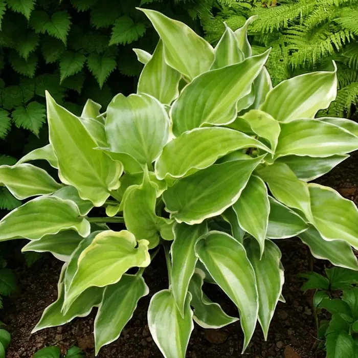 Hosta Vulcan Plant 1 x 2L Pot - Hardy Garden Ready Plantain Lily Flowering Herbaceous Perennial for Shaded Borders & Containers