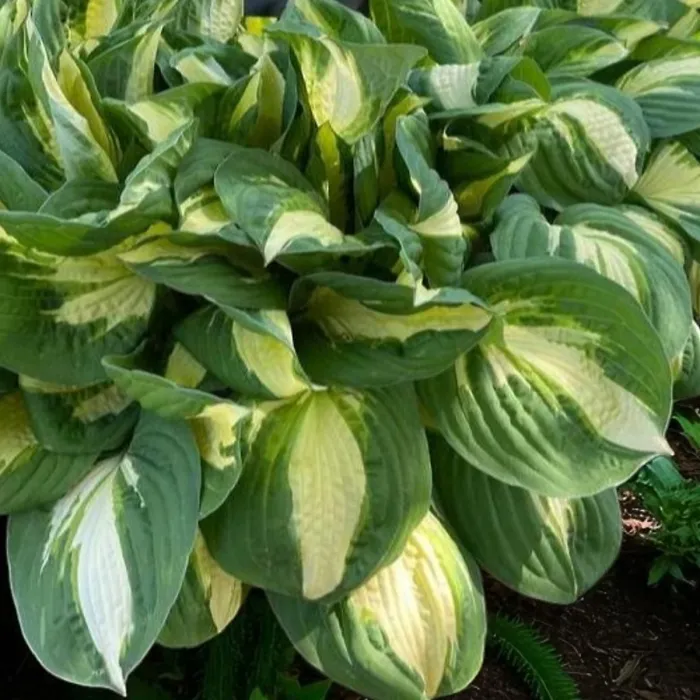 Hosta Vulcan Plant 2 x 2L Pots - Hardy Garden Ready Plantain Lily Flowering Herbaceous Perennial for Shaded Borders & Containers