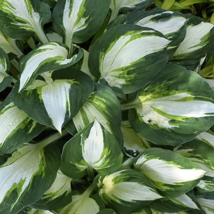 Hosta Vulcan Plant 2 x 2L Pots - Hardy Garden Ready Plantain Lily Flowering Herbaceous Perennial for Shaded Borders & Containers