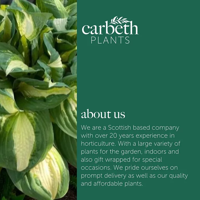 Hosta Vulcan Plant 2 x 2L Pots - Hardy Garden Ready Plantain Lily Flowering Herbaceous Perennial for Shaded Borders & Containers