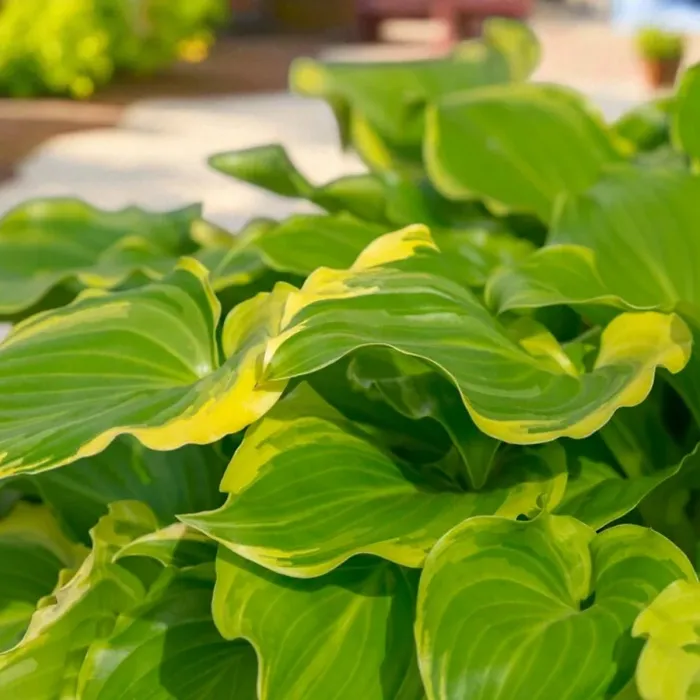 Hosta Sugar and Spice Plant 1 x 2L Pot - Ready to Plant Plantain Lily Herbaceous Perennial Shrub for Shaded Borders & Containers