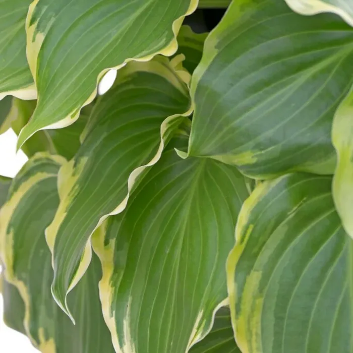 Hosta Sugar and Spice Plant 1 x 2L Pot - Ready to Plant Plantain Lily Herbaceous Perennial Shrub for Shaded Borders & Containers