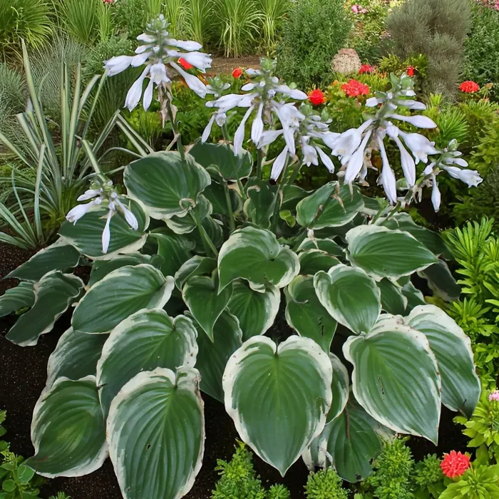 Hosta Sugar and Spice Plant 2 x 2L Pots - Ready to Plant Plantain Lily Herbaceous Perennial Shrub for Shaded Borders & Containers
