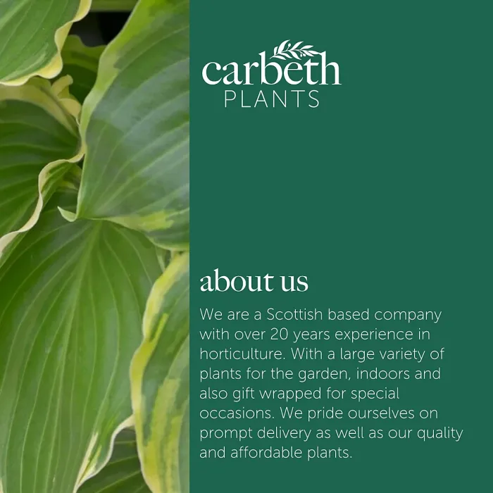 Hosta Sugar and Spice Plant 2 x 2L Pots - Ready to Plant Plantain Lily Herbaceous Perennial Shrub for Shaded Borders & Containers